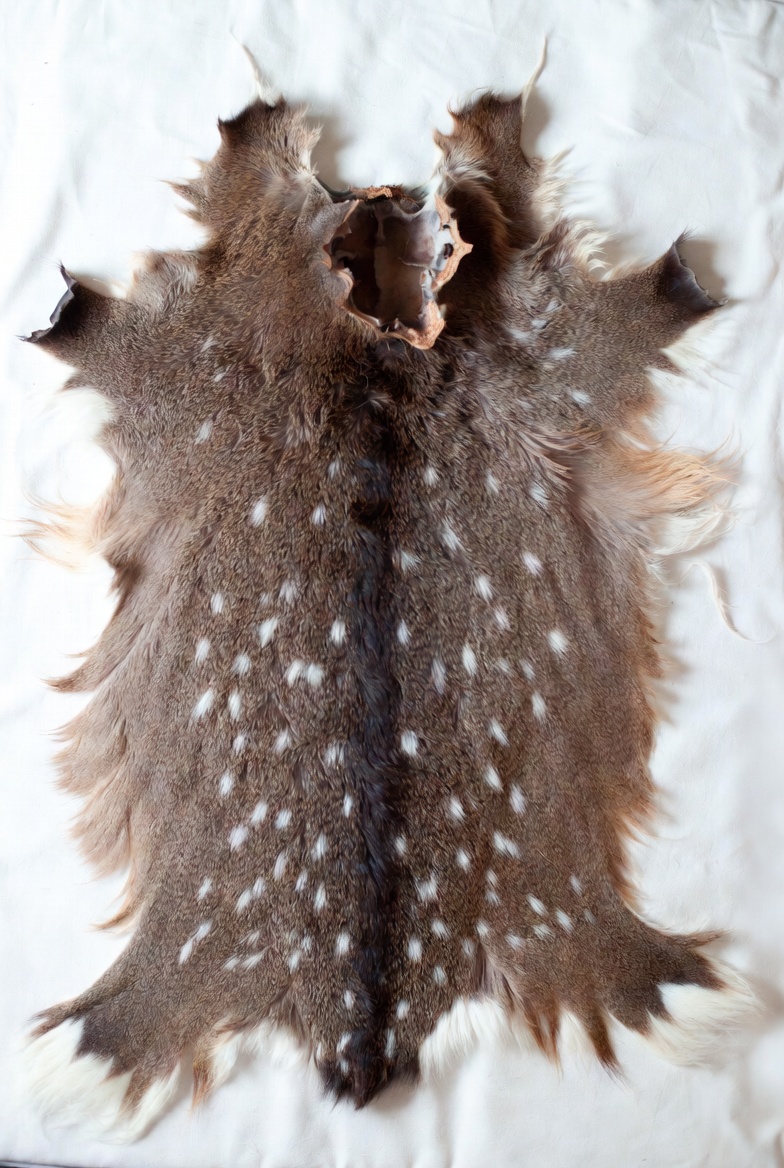 Deer Pelt preview from the Minus Zero item library