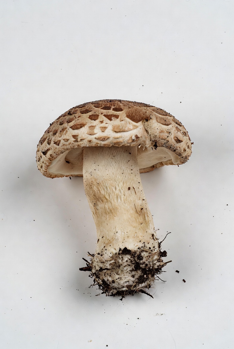 Matsutake Mushroom preview from the Minus Zero item library